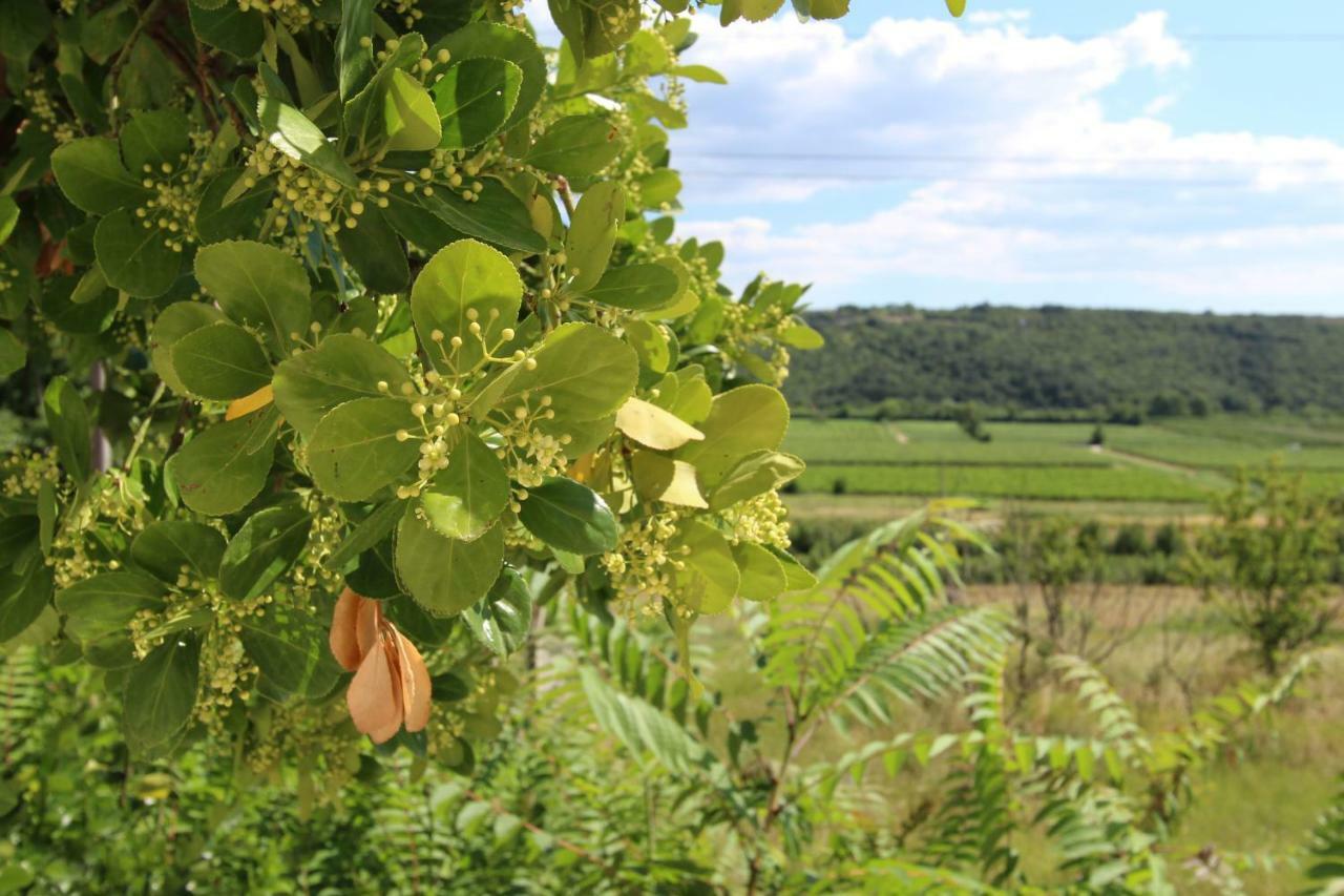 Vila Flora Secovlje Ngoại thất bức ảnh